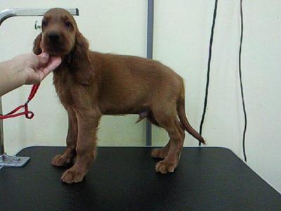 Irish Setter - Irish Setter Dog