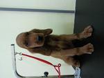 Irish Setter - Irish Setter Dog