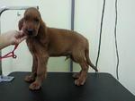 Irish Setter - Irish Setter Dog