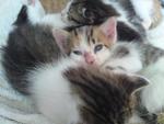 Lolly And Her Kittens - Domestic Short Hair Cat