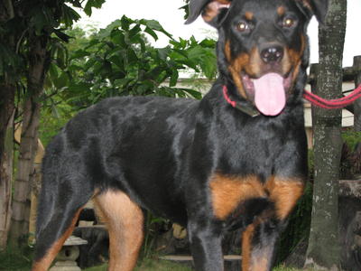 Nancy - Rottweiler Dog