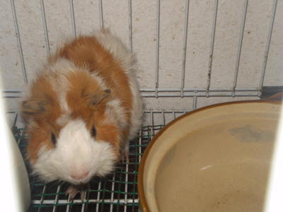 Guinea Pig - Guinea Pig Small & Furry