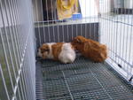 Guinea Pig - Guinea Pig Small & Furry