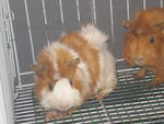 Guinea Pig - Guinea Pig Small & Furry