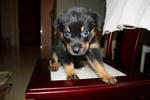 MKA MICROCHIP ROTTWEILER MALE AND FEMALE AVAILABLE