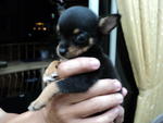 Chihuahua Short Coat - Chihuahua Dog