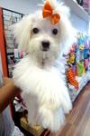 Maltese Tiny Size 1kg Only!   - Maltese Dog