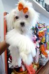 Maltese Tiny Size 1kg Only!   - Maltese Dog