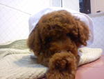 Dark Brown Toy Poodle~~~~ - Poodle Dog