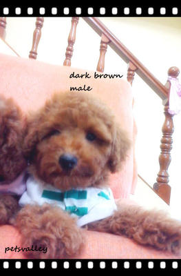 Dark Brown Toy Poodle~~~~ - Poodle Dog