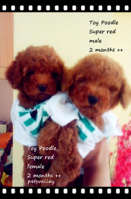 Super Red Poodle.. - Poodle Dog