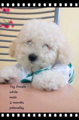 White Toy Poodle Looking For A Good - Poodle Dog