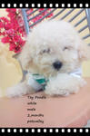 White Toy Poodle Looking For A Good - Poodle Dog