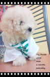 White Toy Poodle Looking For A Good - Poodle Dog