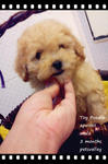 Apricot Toy Poodle ...... - Poodle Dog