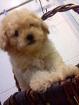 Apricot Toy Poodle ...... - Poodle Dog