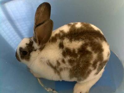 Mini Rex (Buck) 2 - Mini Rex Rabbit