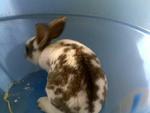 Mini Rex (Buck) 2 - Mini Rex Rabbit