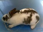 Mini Rex (Buck) 1 - Mini Rex Rabbit