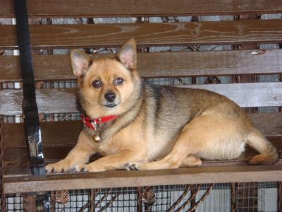 Gypsy - Pomeranian + Miniature Pinscher Dog