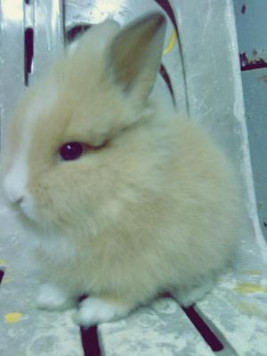 Lionhead For Sale - Bunny Rabbit + Lionhead Rabbit