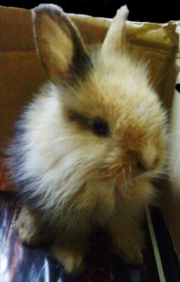 Anggora Rabbit - Angora Rabbit Rabbit