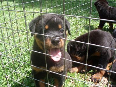 Rottweiler Puppies  - Rottweiler Dog