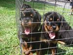 Rottweiler Puppies  - Rottweiler Dog