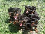 Rottweiler Puppies  - Rottweiler Dog