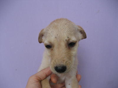 May - Mixed Breed Dog