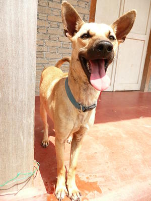 Shell And Pippin - Mixed Breed Dog