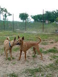 Shell And Pippin - Mixed Breed Dog