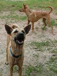 Shell And Pippin - Mixed Breed Dog