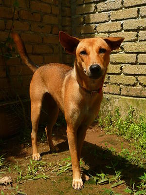 Popet - Mixed Breed Dog