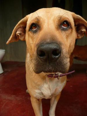 Butch - Labrador Retriever + Mastiff Dog