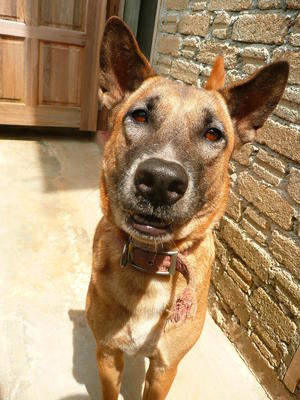 Boy - German Shepherd Dog Mix Dog