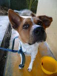 Arthur - Mixed Breed Dog