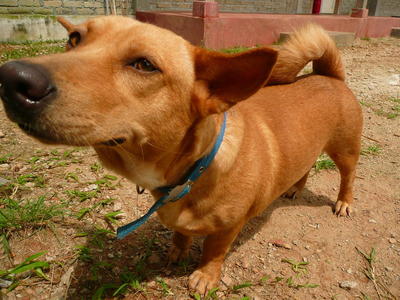 Kicik - Corgi Mix Dog