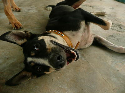 Jackie Pelangi - Mixed Breed Dog