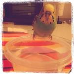 Chombee - Budgie/Budgerigar Bird