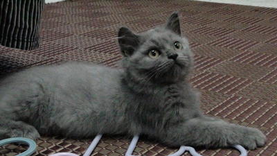 Topui - Persian + British Shorthair Cat