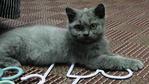 Topui - Persian + British Shorthair Cat