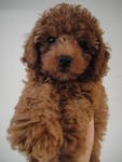 Super Red Poodle For Sale - Poodle Dog