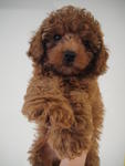 Super Red Poodle For Sale - Poodle Dog