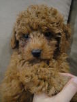 Super Red Poodle For Sale - Poodle Dog