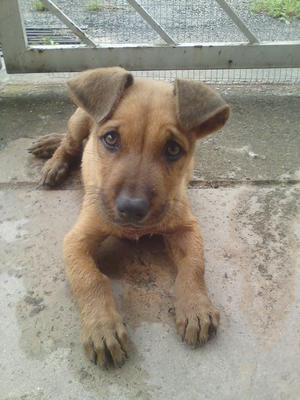 Puppy Urgent Adopt !!!! - Mixed Breed Dog