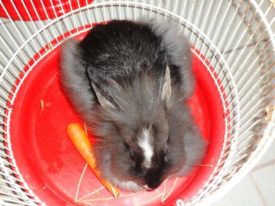 Jacob Black - Lionhead Rabbit