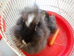 Jacob Black - Lionhead Rabbit