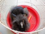 Jacob Black - Lionhead Rabbit