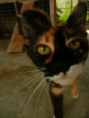 Tortoiseshell - Tortoiseshell Cat